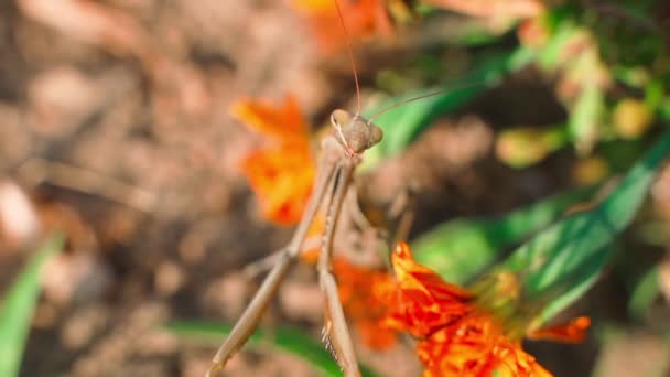 Brown Mantis Está Olhar Para Câmara Perto Imagens Fullhd Alta — Vídeo de Stock