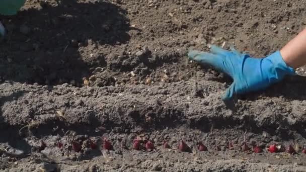 Uma Mulher Plantar Cebolas Nas Suas Camas Jardim Enterrando Pequenos — Vídeo de Stock