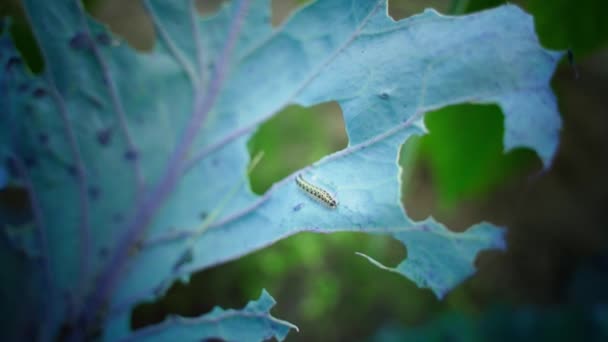 Гусеница Ползает Съеденному Листку Капусты Крупным Планом Высококачественные Fullhd Кадры — стоковое видео