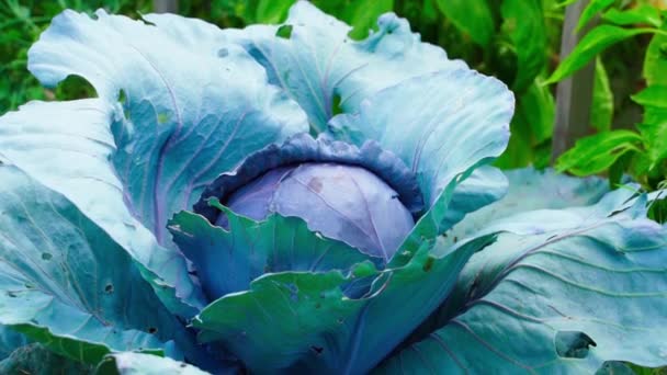 Blue Violet Cabbage Garden Close High Quality Fullhd Footage — Stock Video