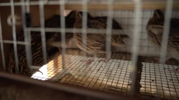 Speckled Quails Run Cage Close High Quality Footage — Stock Video