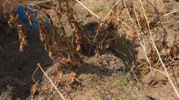 庭でジャガイモを収穫する時間 庭のベッドで乾燥したジャガイモトップス 晴れた夏の日に土壌で掘っている手袋の手 高品質の4K映像 — ストック動画