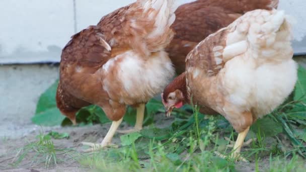 ローマンブラウン種の鶏は 範囲の彼らの毎日の活動に従事しています 高品質のフルHd映像 — ストック動画