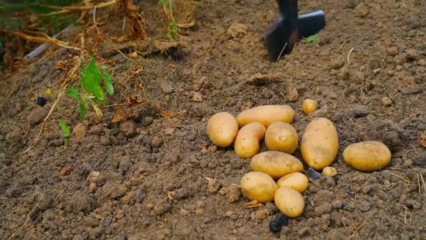 Batatas Amarelas Jardim Close Processo Cavar Colheita Fundo Imagens Alta — Vídeo de Stock