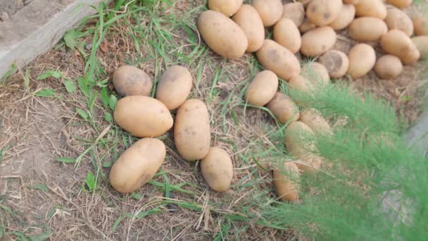 Bahçesinden Kuru Temizleme Patatesleri Topla Iyilerden Seç Yüksek Kalite Görüntü — Stok video