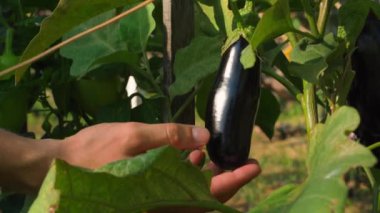 Bir el bahçede büyüyen siyah bir patlıcana dokunuyor, yakın plan. Çiftlikteki sebzelerin verimliliği ve kalitesinin analizi. Yüksek kalite 4k görüntü