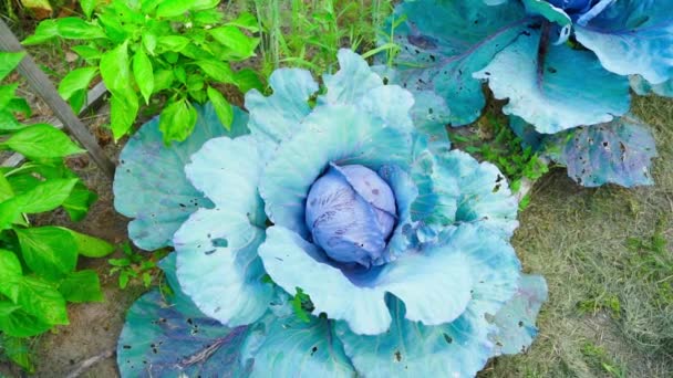 Natural Environmentally Friendly Red Cabbage Grows Home Garden Camera Zooms — Stock Video