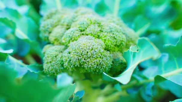 Saftig Broccoli Växer Trädgården Närbild Friskaste Grönsakerna Din Trädgård Högkvalitativ — Stockvideo