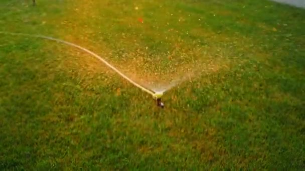 黄昏时在草坪上浇灌 黄色软管连接到洒水器上 优质Fullhd影片 — 图库视频影像