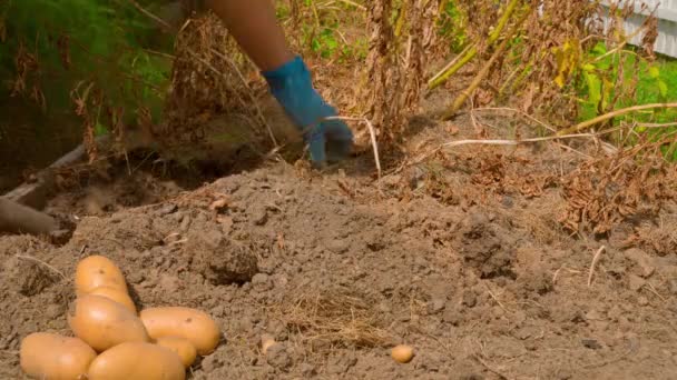 Sunny Day Woman Digging Potatoes Hand Close High Quality Footage — Stock Video