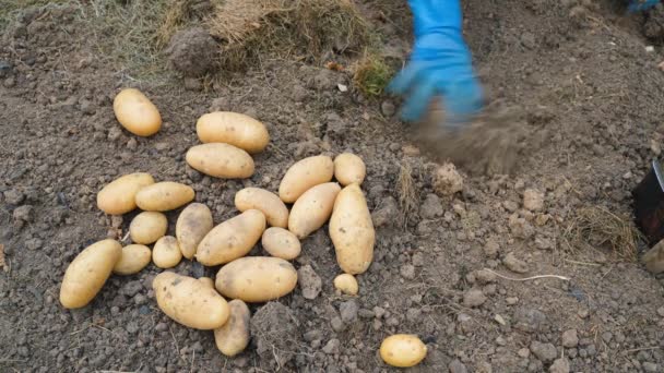 Junge Frisch Gegrabene Kartoffeln Liegen Auf Dem Gartenbeet Hochwertiges Filmmaterial — Stockvideo