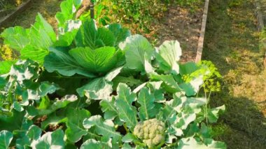 Evde sebze bahçesi yatağı, büyüyen brokoli, kamera kayması. Yüksek kaliteli FullHD görüntüler