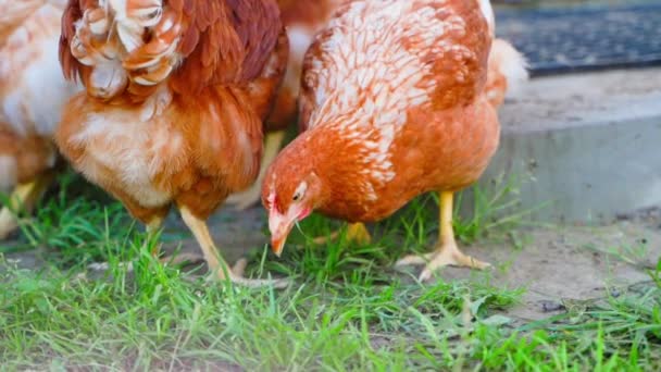 Young Hen Bright Orange Color Pecks Grass Close High Quality — Stock Video