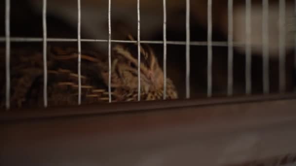 Quail Pharaoh Breed Cage Close High Quality Footage — Stock Video