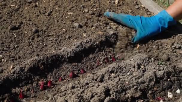 Φρεσκοφυτεμένα Κόκκινα Κρεμμύδια Πασπαλίζονται Χώμα Διαδικασία Φύτευσης Βολβών Σπόρων Κρεμμυδιού — Αρχείο Βίντεο