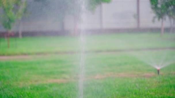 用洒水器浇灌的草坪质量好 优质Fullhd影片 — 图库视频影像