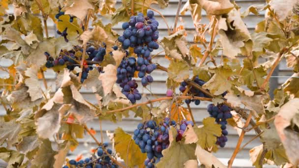 Gefrorener Weinberg Mit Braunen Trockenen Blättern Trauben Von Blauen Trauben — Stockvideo