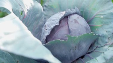 Büyüyen kırmızı bir lahana etrafında yumuşak kamera parallax yakın çekim. Lahanalı çiftlik. Yüksek kaliteli FullHD görüntüler