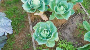 Kamera bir sebze bahçesi yatağının üzerinde beyaz lahana yetiştiriyor. Yüksek kaliteli FullHD görüntüler