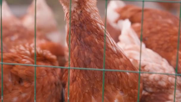 Wiele Młodych Kurczaków Stoi Przy Ogrodzeniu Czeka Bliska Wysokiej Jakości — Wideo stockowe