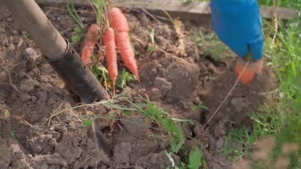 Женская Рука Резиновой Перчатке Вытаскивает Оранжевую Морковь Почвы Огорода Крупным — стоковое видео