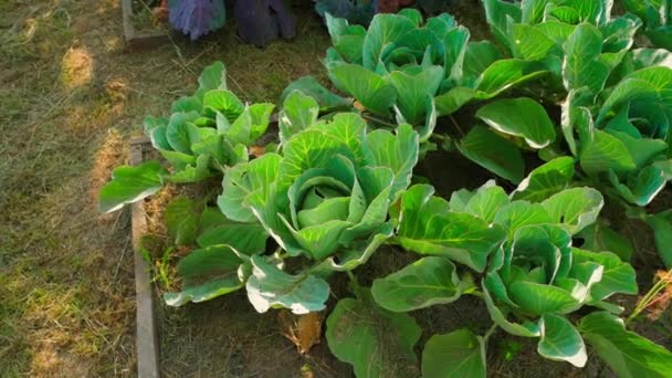 Young White Cabbage Growing Garden Top View High Quality Fullhd — Stock Video
