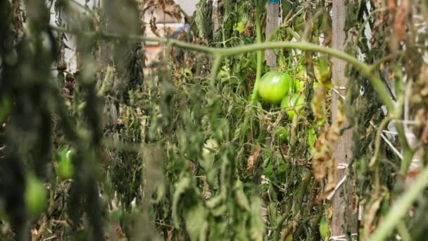 Récolte Tomates Perdue Raison Des Gelées Nocturnes Des Coups Froid — Video
