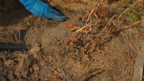 Słoneczny Letni Dzień Proces Zbioru Ziemniaków Ogrodzie Wysokiej Jakości Materiał — Wideo stockowe