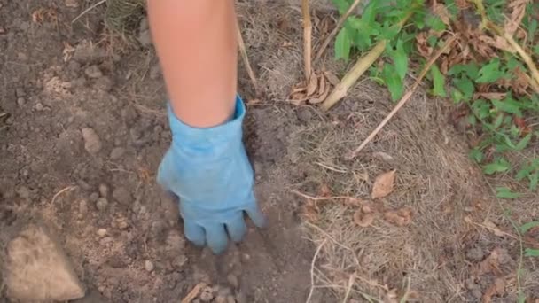 手袋の女性は自宅の庭のベッドでジャガイモの根を掘ります 土壌中の白いジャガイモの根を拭き取る 高品質のフルHd映像 — ストック動画