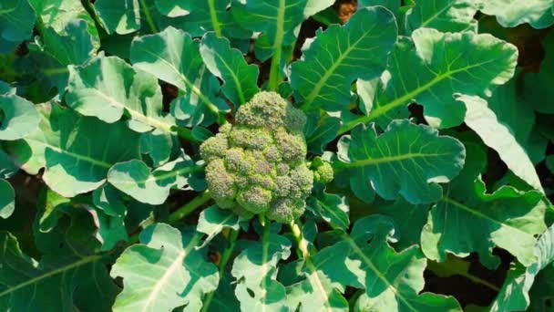 Cámara Ampliando Cultivo Brócoli Día Soleado Imágenes Fullhd Alta Calidad — Vídeos de Stock