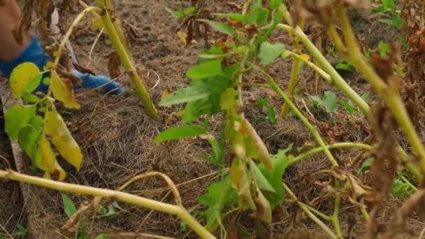 Cosechando Patatas Mano Jardín Casero Cultivar Verduras Una Cama Jardín — Vídeos de Stock