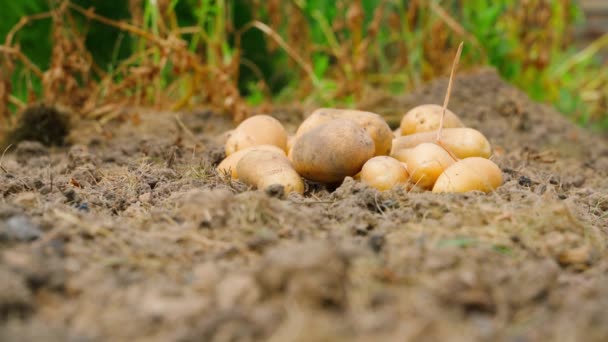 自家製のジャガイモの収穫は 植物園のベッドの土壌にあり クローズアップされています 高品質の4K映像 — ストック動画