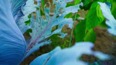 Büyüyen kırmızı bir lahana yaprağı tırtıllar tarafından istila edilir. Yüksek kaliteli FullHD görüntüler