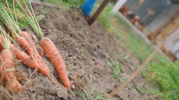Cosecha Zanahorias Maduras Una Cama Jardín Verduras Cosecha Primer Plano — Vídeo de stock