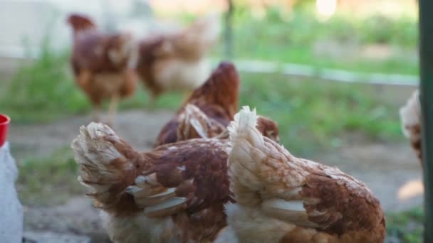 Dışarıda Büyüyen Kahverengi Tavuklar Ağır Çekimde Yürür Yüksek Kaliteli Fullhd — Stok video