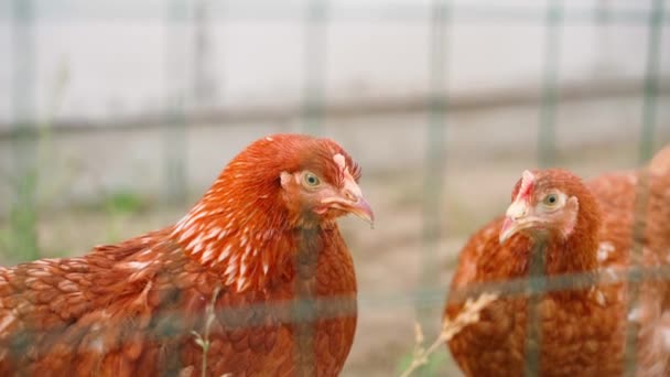 ロフマン ブラウンの若い鶏は パドックのフェンスの後ろに 閉じ込められています 高品質のフルHd映像 — ストック動画