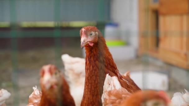 フェンスクローズアップの背後にある家畜の鶏 ロマン ブラウンの品種を産む若い鶏 高品質のフルHd映像 — ストック動画
