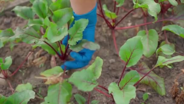Vytahování Červených Řepných Kořenů Zahrady Vysoce Kvalitní Fullhd Záběry — Stock video