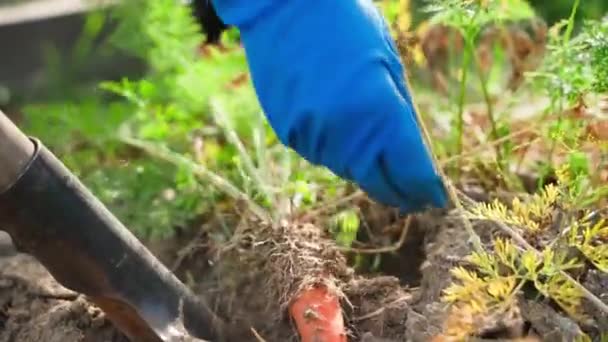 Lassított Felvétel Répa Betakarításról Zöldségkertből Közelről Kiváló Minőségű Fullhd Felvételek — Stock videók