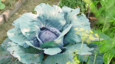 Bahçedeki gür kırmızı lahana çalısı. Yüksek kaliteli FullHD görüntüler