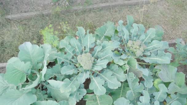 Brócoli Crudo Creciendo Huerto Vista Superior Cerca Imágenes Fullhd Alta — Vídeo de stock