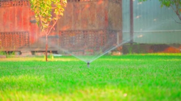 草の水に隠されたスプリンクラー 緑色のトリミングされた芝生 高品質のフルHd映像 — ストック動画