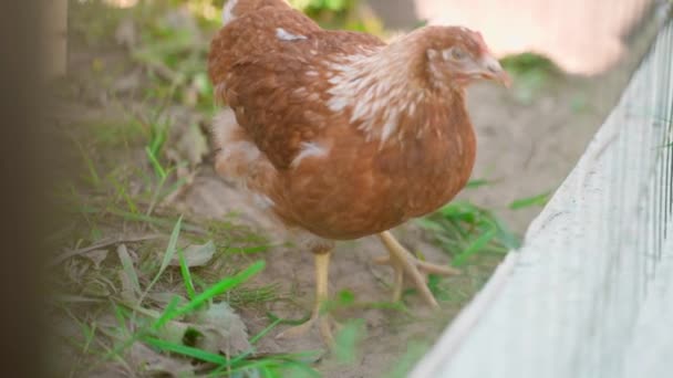 Młody Brązowy Kurczak Grzebie Glebie Wypasa Się Spacerze Ptaszarni Wysokiej — Wideo stockowe