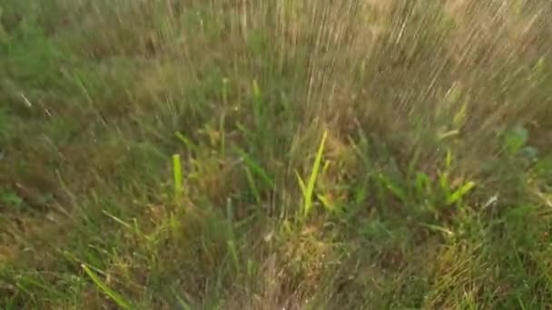 さまざまな方向に水が流れ 草の上に太陽の光線を設定する夏の夕方 芝生に水を流します 高品質のフルHd映像 — ストック動画