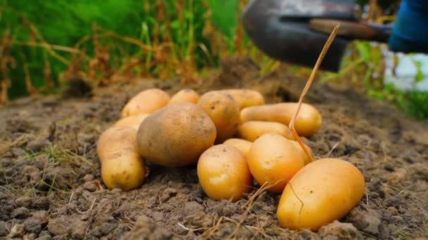 家の庭で栽培されたジャガイモの結果 クローズアップ 美しい黄色いジャガイモは 野菜の庭のベッドに土の上にあり 女性の手は背景で働いています 高品質の4K映像 — ストック動画