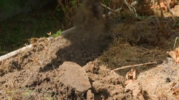 Graven Met Een Schop Zoeken Naar Aardappelen Grond Close Hoge — Stockvideo