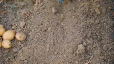 Patates hasadından sonra kuru, gevşek bahçe toprağı. Mavi kauçuk eldivenli bir kadın, sebze bahçesindeki toprağa dokunuyor. Yüksek kaliteli FullHD görüntüler