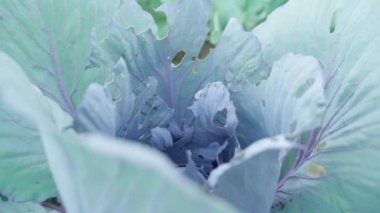 Tırtıllar tarafından yetiştirilen kırmızı lahana için kritik hasar, yakın plan. Yüksek kaliteli FullHD görüntüler