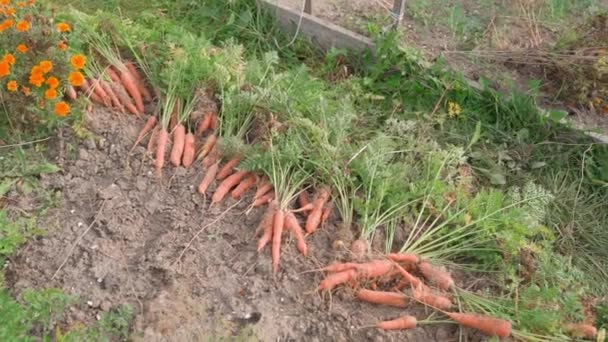 Zanahorias Cosechadas Colocadas Una Cama Jardín Imágenes Fullhd Alta Calidad — Vídeo de stock