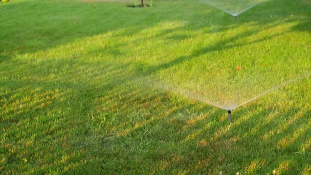 Ombre Del Tramonto Sole Estivo Sull Erba Verde Durante Irrigazione — Video Stock